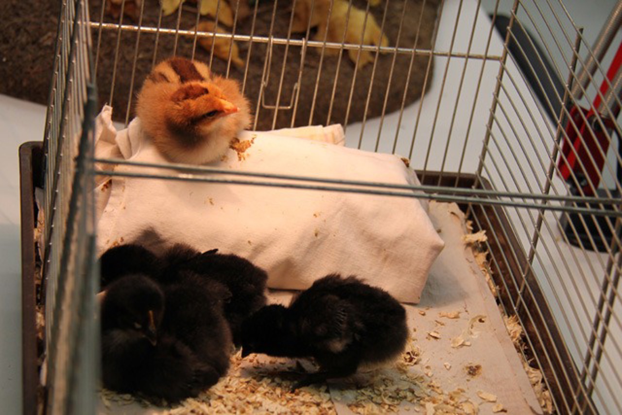 Hühnerküken in der Zoologischen Sammlung der Universität