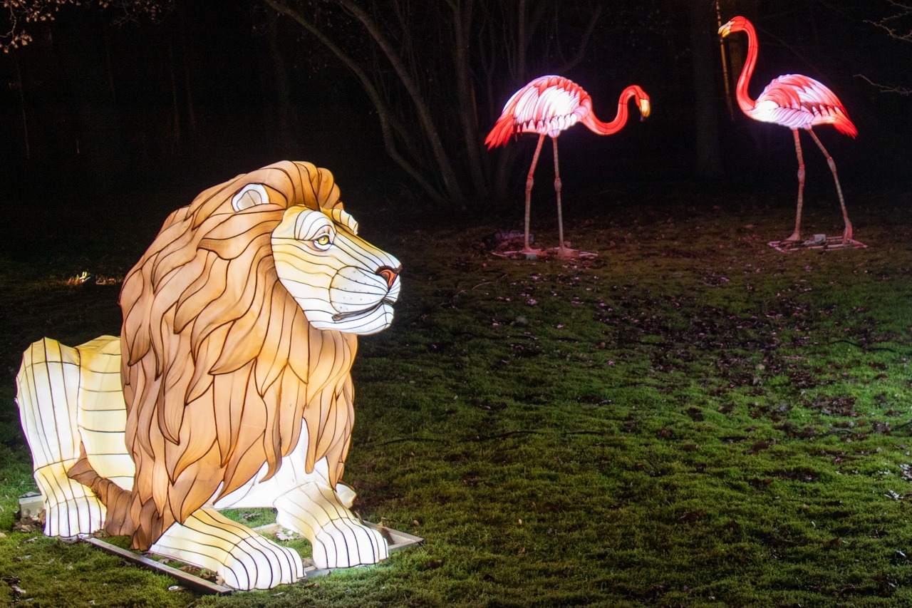 Löwe und Flamingos bei den Zoolights in Rostock