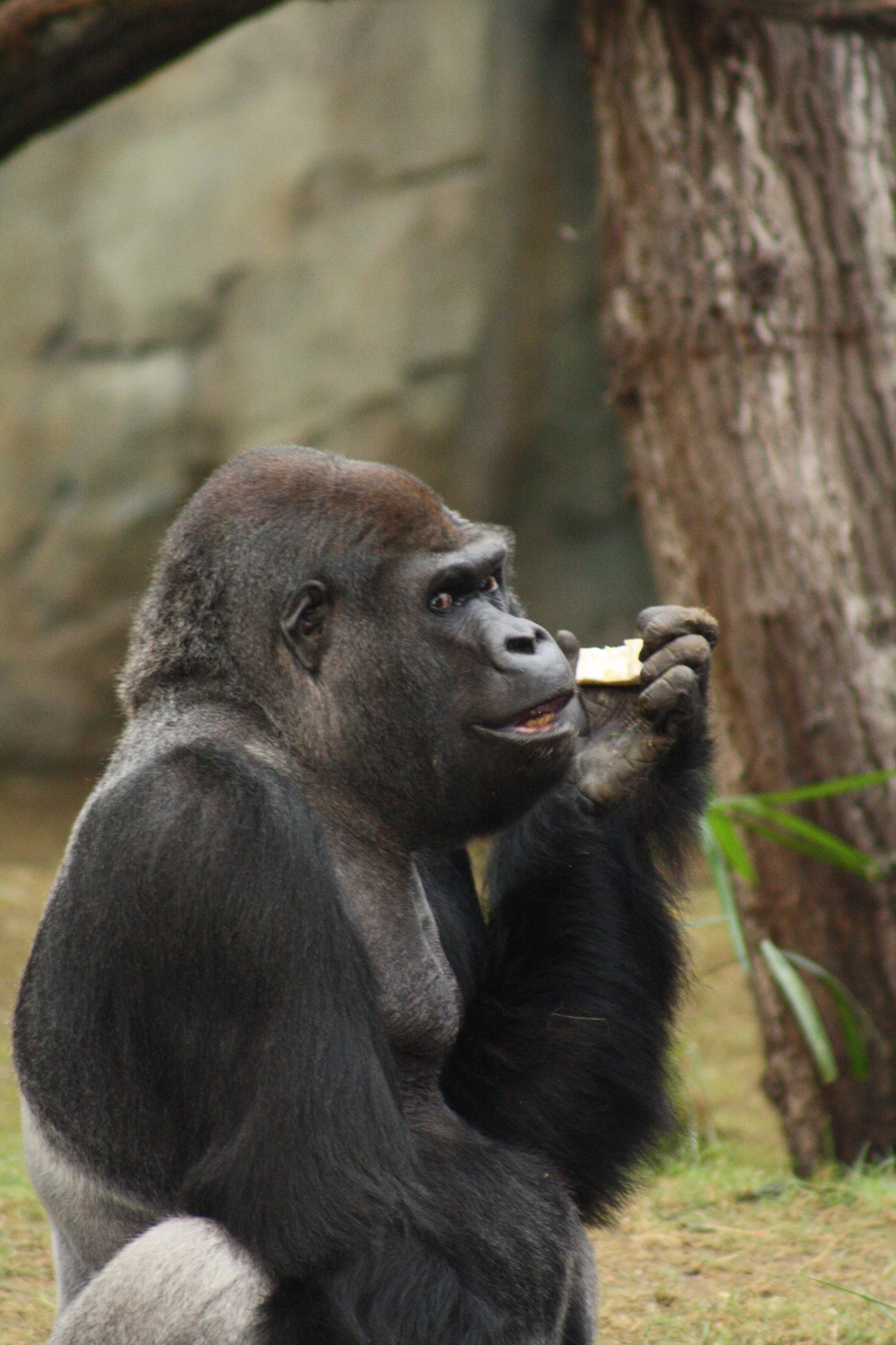 Wieder alles im Blick: Silberrücken Assumbo im Rostocker Zoo. (Foto: Zoo Rostock)
