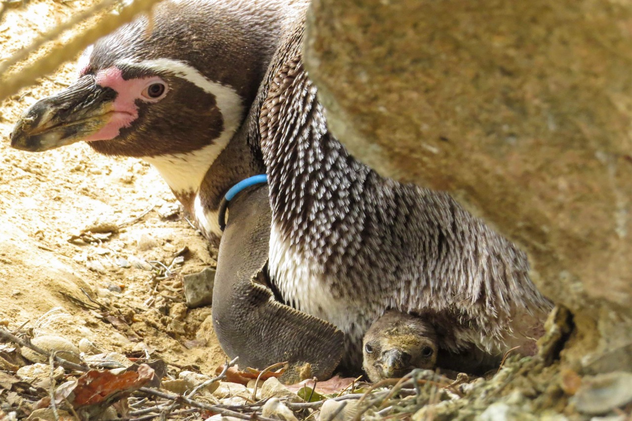 Neugierig schaut das Pinguinbaby unter Papas Bauch hervor, der gerade Aufpaßdienst hat. Das Kleine wird immer mehr flügge und ist sicher bald öfter auf der Anlage zu sehen. (Fotos Zoo Rostock/Anna Krasselt)