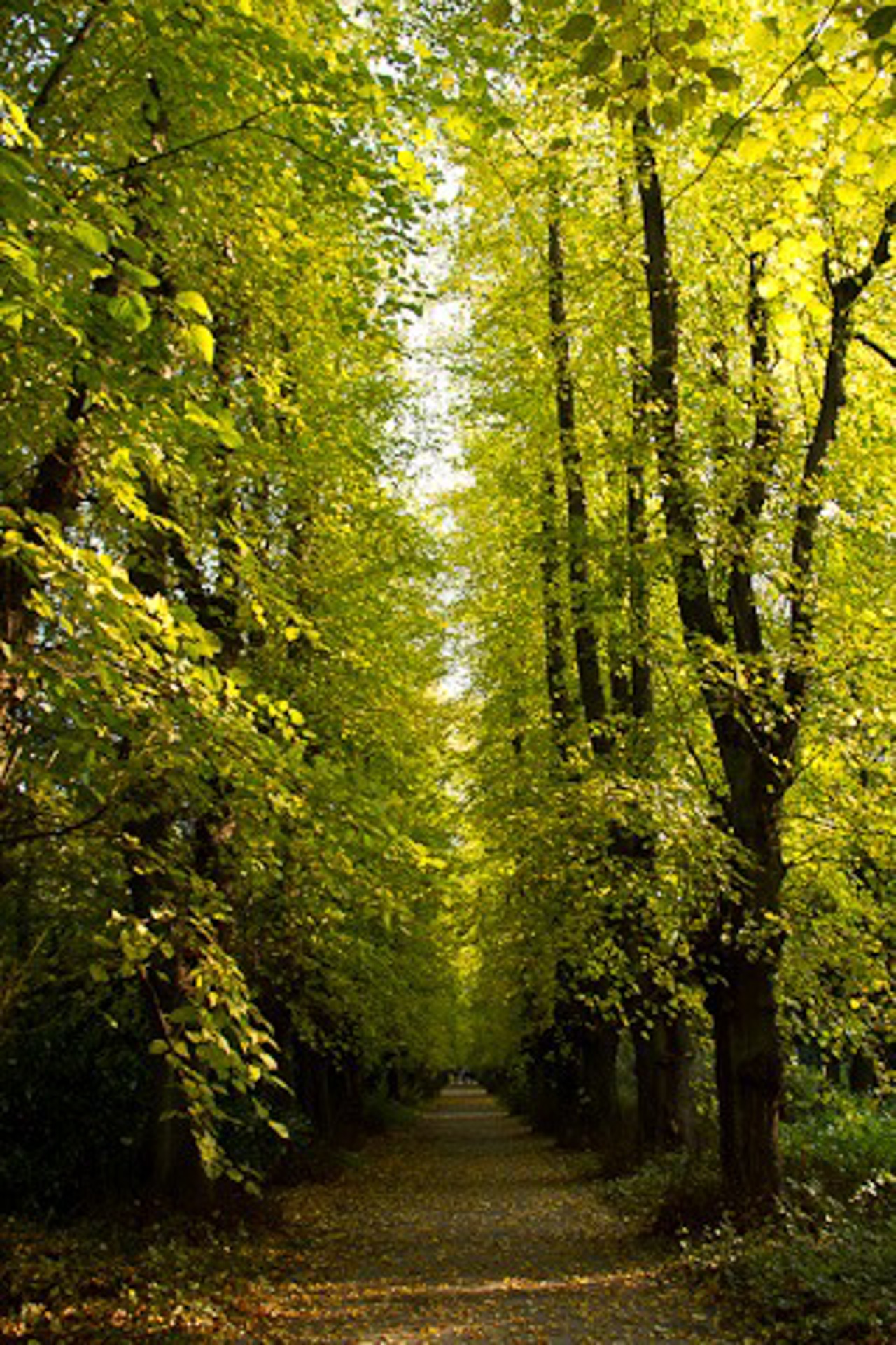 Herbstliche Allee im Lindenpark
