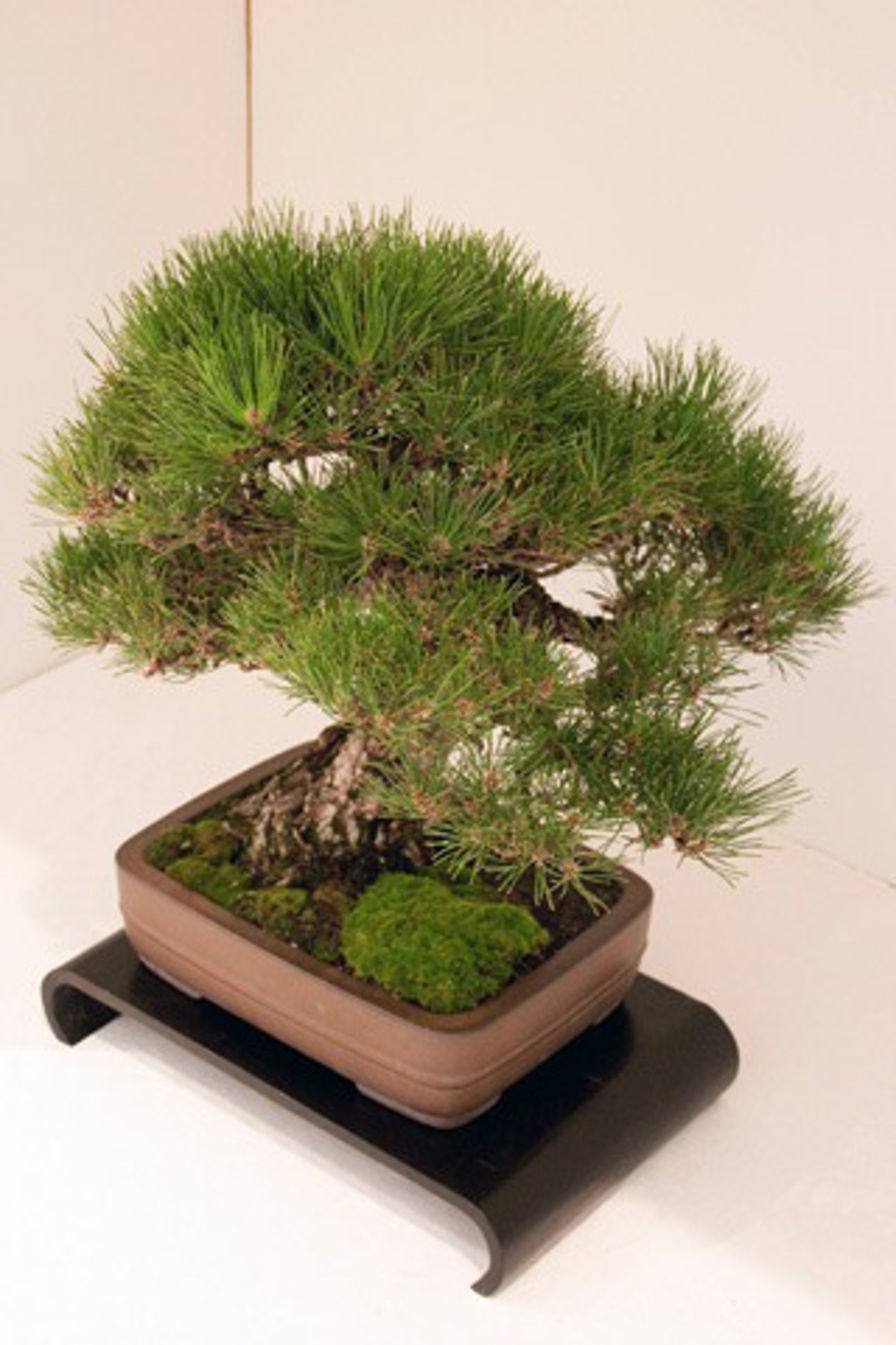 Bonsai-Tage im IGA Park