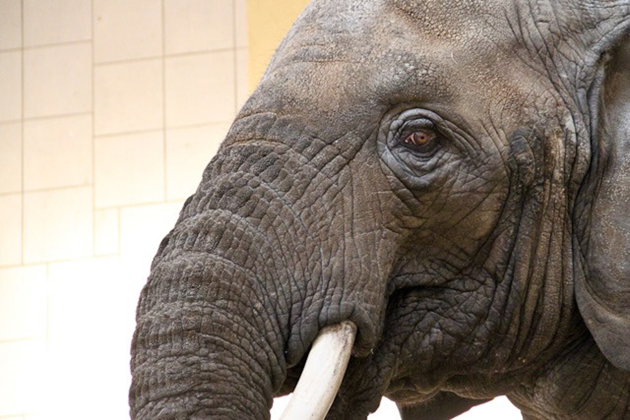 Sara war in den letzten Jahre der einzige Elefant im Zoo Rostock, obwohl Elefantenkühe Herdentiere sind. Der Ziegenbock Gisbert und eine Gruppe Kamerunschafe leisteten ihr Gesellschaft.