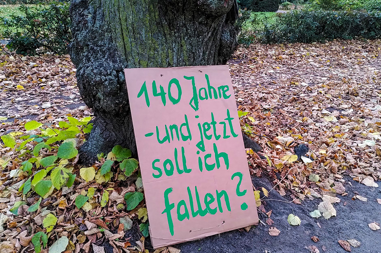 Rosengarten Rostock - stiller Protest gegen die geplanten Baumfällungen