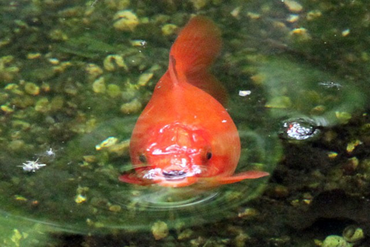 Goldfisch