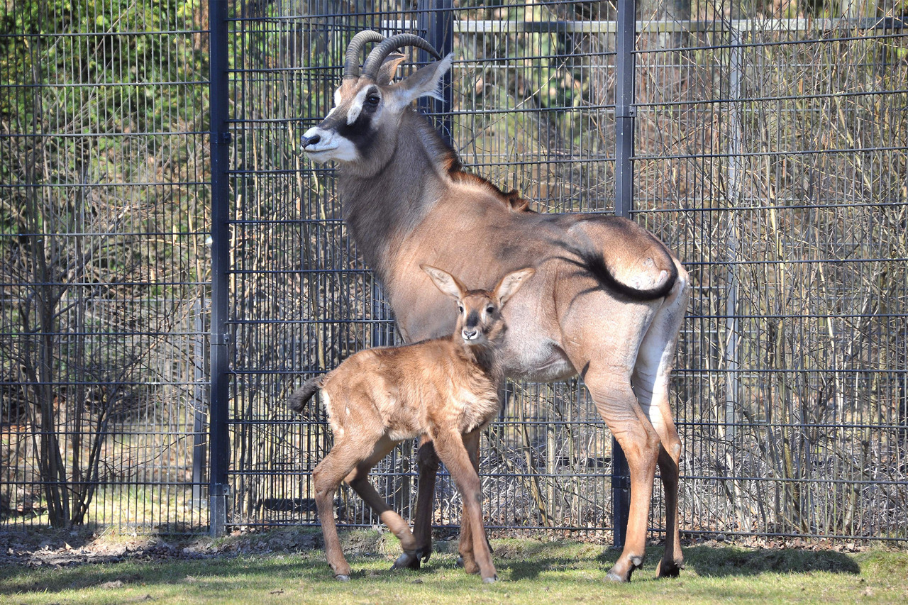 Eine Pferdeantilope, zwei Trampeltiere und viele kleine Zicklein sorgen zurzeit für Aufbruchsstimmung und Frühlingsgefühle im Zoo Rostock (Foto: Joachim Kloock)