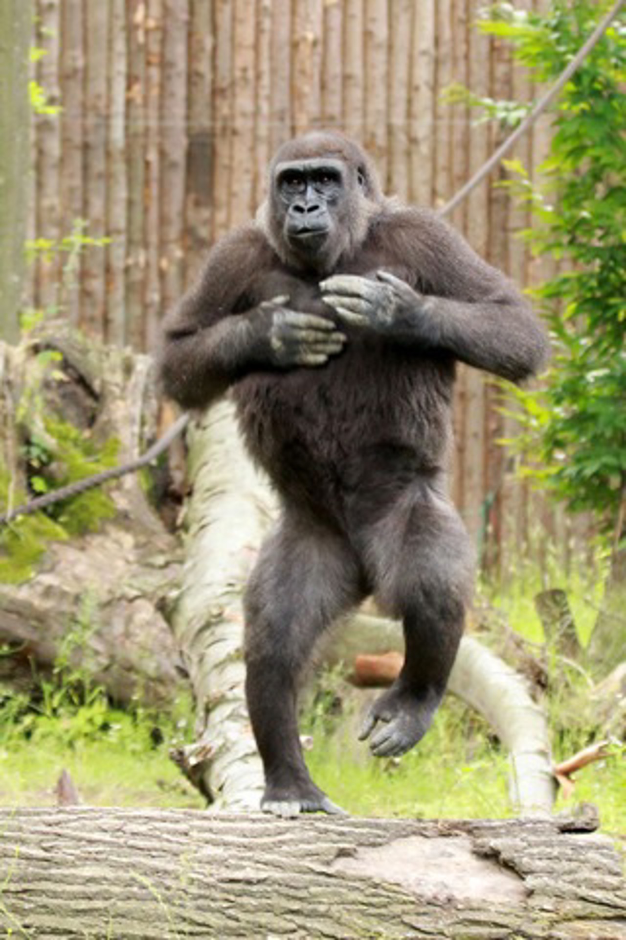Gorilla-Dame Eyenga im Freigehege des Darwineums im Rostocker Zoo