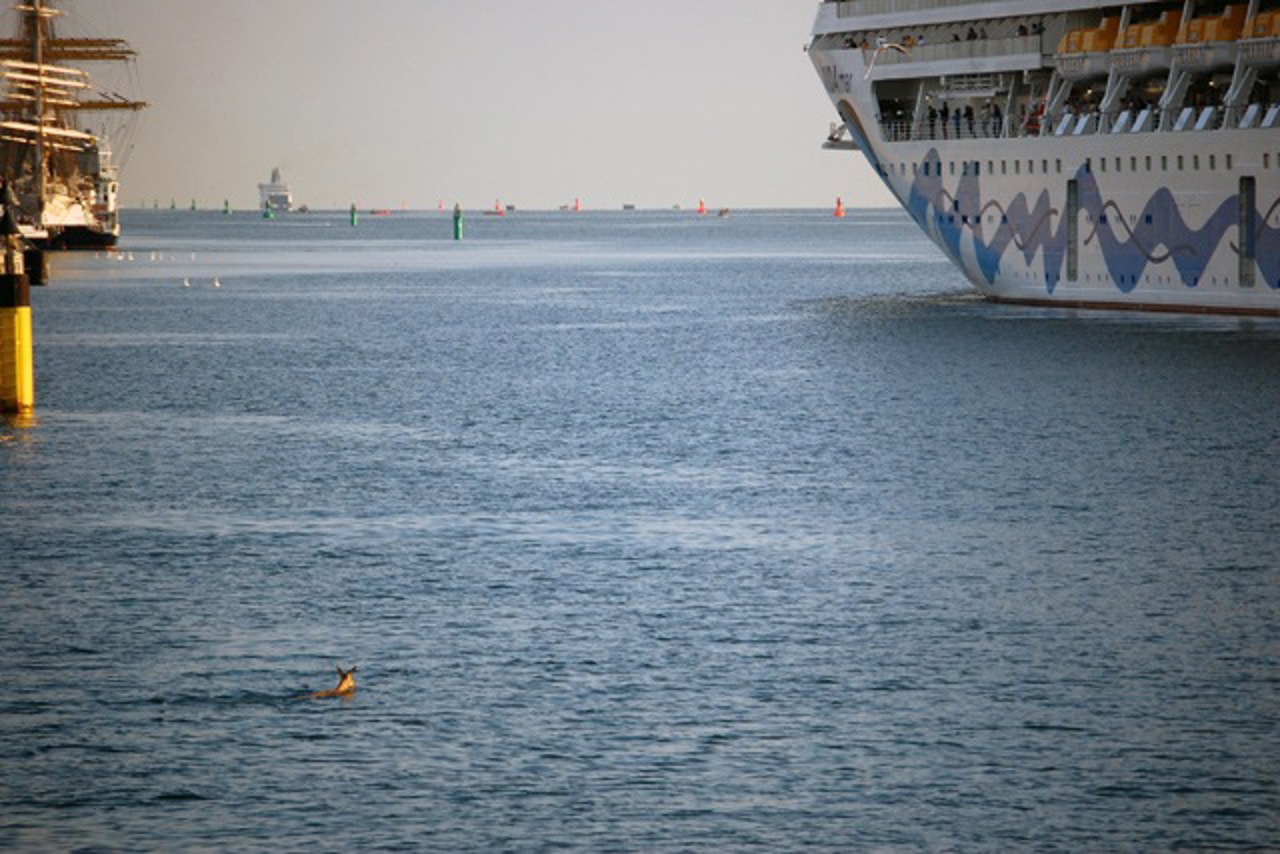 Blick vom oberen Fahrstand der VORMANN JANTZEN auf das Tier, rechts im Bild das Kreuzfahrtschiff „AIDAmar“ (Foto: DGzRS/Die Seenotretter)