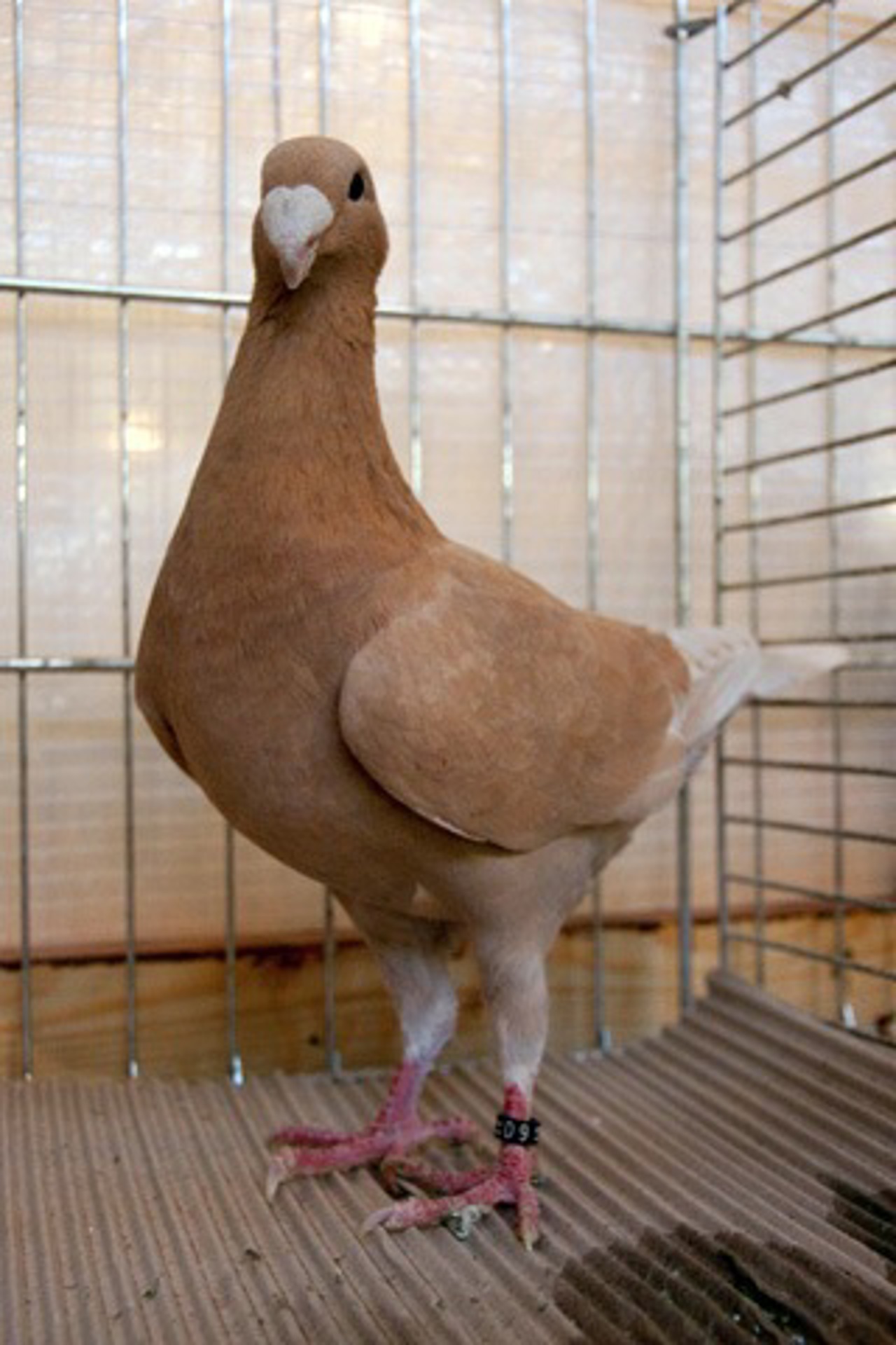 34. Ostseerassetaubenschau