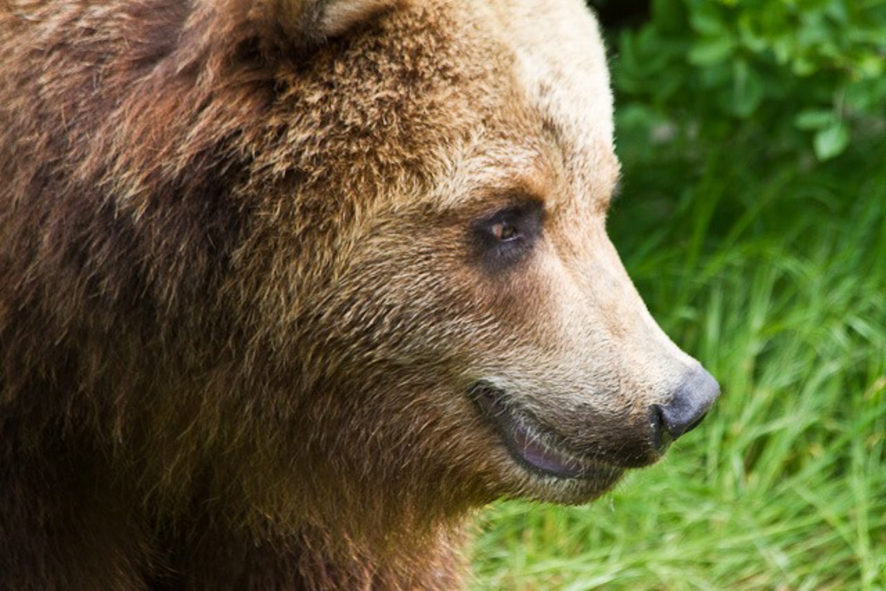 Noch etwa 10.000 Bären sollen laut WWF auf der russischen Halbinsel Kamtschatka leben