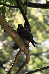 Tauben in den Rostocker Wallanlagen