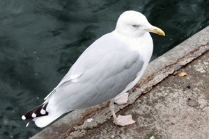 Möwe in Warnemünde