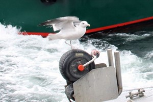 Möwe in Rostock-Warnemünde