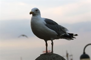 Möwe am Alten Strom in Warnemünde