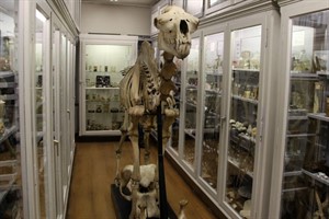 Skelett der Zoologischen Sammlung der Universität Rostock