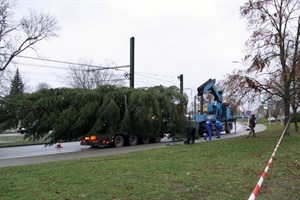 Rostocker Weihnachtsmarkt 2009: Aufstellen der Weihnachtsbäume