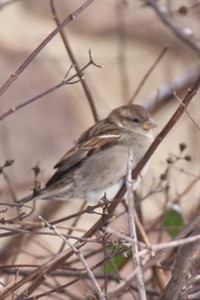 Vogel im Rostocker Winter