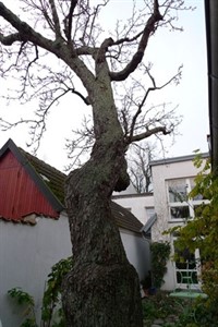 Birnbaum im Garten des Edvard-Munch-Hauses