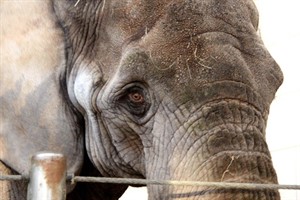 Elefantendame Sara, Zoo Rostock