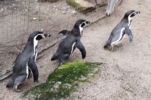 Pinguine beim Stöckchenjagen