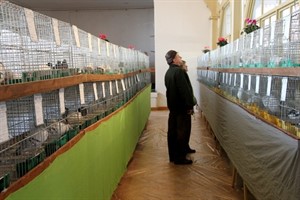 Besucher bei der Taubenschau