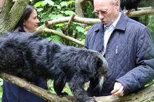 Binturong im Zoo Rostock