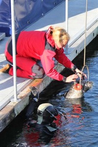 Nele Gläser bereitet Seehund Henry für das Experiment vor