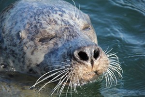 Seehund im Marine Science Center Rostock