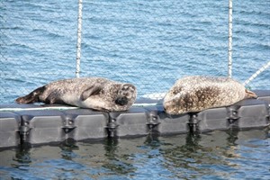 Seehunde im Marine Science Center Hohe Düne in Rostock