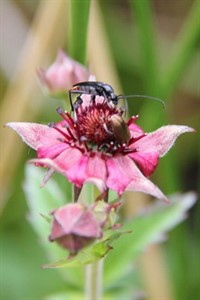 Käfer auf Blume