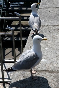 Möwen am Alten Strom in Warnemünde