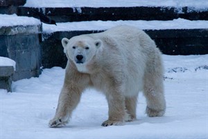 Eisbärin Vienna im Rostocker Zoo