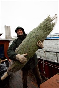 Jürgen Hagenkötter mit einer Nordmanntanne