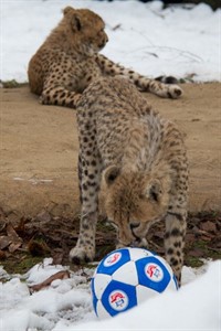 Gepardenkinder beim winterlichen Fußballspiel