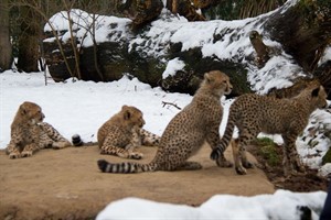 Malika, Tiha, Abari und Malik auf der beheizten Matte