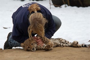 Tierpflegerin Melanie Bencke mit Gepardennachwuchs