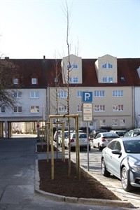 Baumbepflanzung "Am Markt"