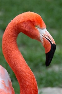 Rostocker Flamingo