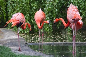 Flamingo Gesang