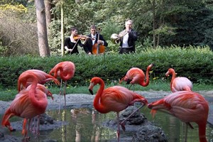 Musiker der Norddeutschen Philharmonie bei den Flamingos im Zoo Rostock