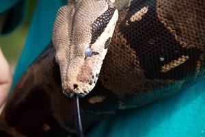 Abgottschlange Kai-Uwe lebt im Zoo Rostock