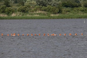 Freischwimmen Start der Damen