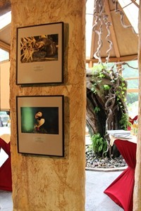 "Glanzlichter" Fotoausstellung im Altaffenhaus des Rostocker Zoos