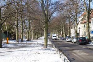 Dreireihige Allee in der Ernst-Heydemann-Straße