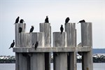 Kormorane auf Futtersuche an der Ostsee vor Warnemünde