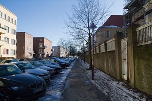 Die Bäume in der Strempelstraße sind zwar noch nicht sehr alt, müssen bei einer Sanierung der Mauer aber trotzdem weichen.