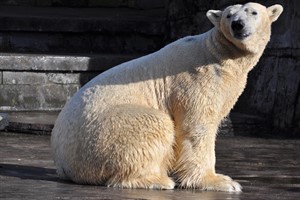 Eisbär Blizzard zieht aus dem Rostocker Zoo in den Tierpark Hagenbeck nach Hamburg um