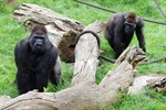 Die Affen sind da - Gorillas sind im Darwineum angekommen