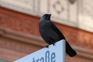 Das Stadtgrünamt ist seit dem 1. Juli auch für Naturschutzgebiete und den Artenschutz zuständig