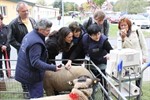 Tag der offenen Tür am Leibniz-Institut für Nutztierbiologie